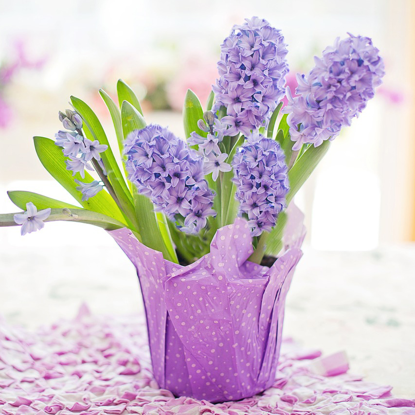hyacinth-g609b1689a_1280SQAURE