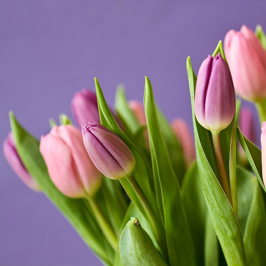 tulips-g8b276fe87_1280SQARE